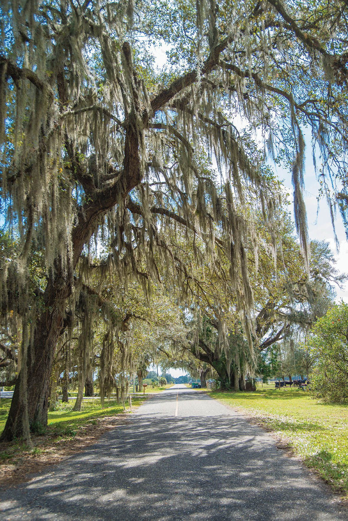 The truth about Spanish moss: It's neither - Naples Florida Weekly