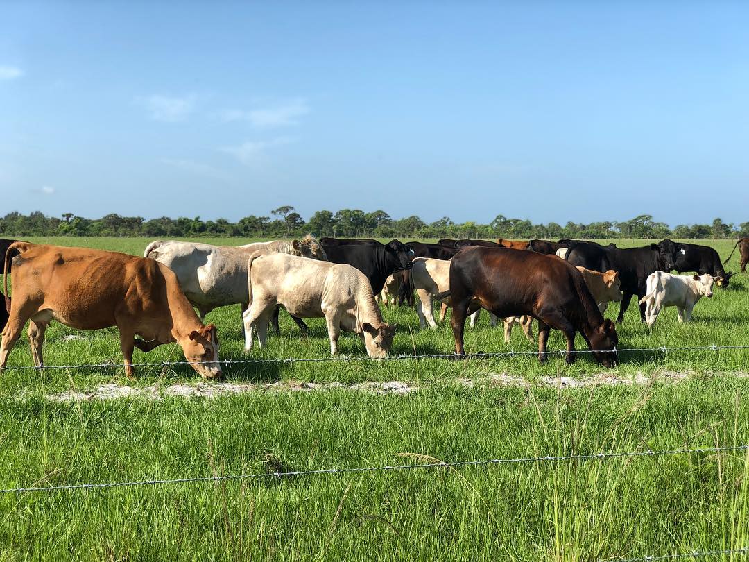 Grass-Fed or Grass-Finished—What’s the Difference? - Gulfshore Life