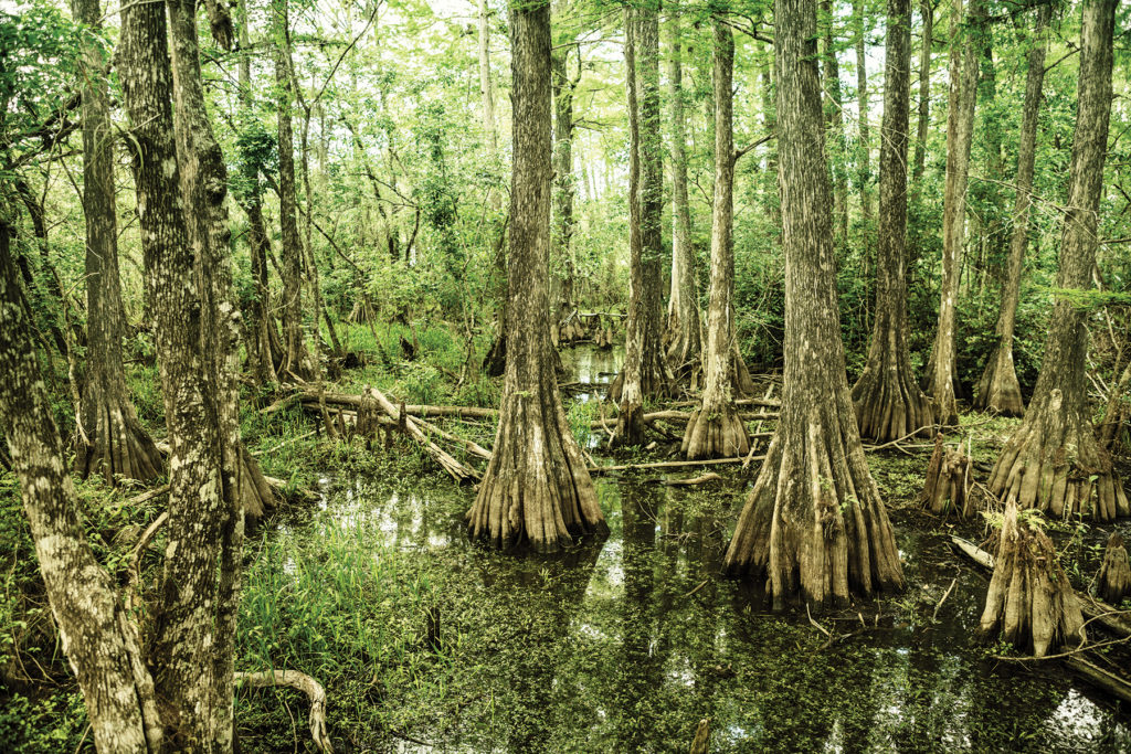 View of Big Cypress National Preserve