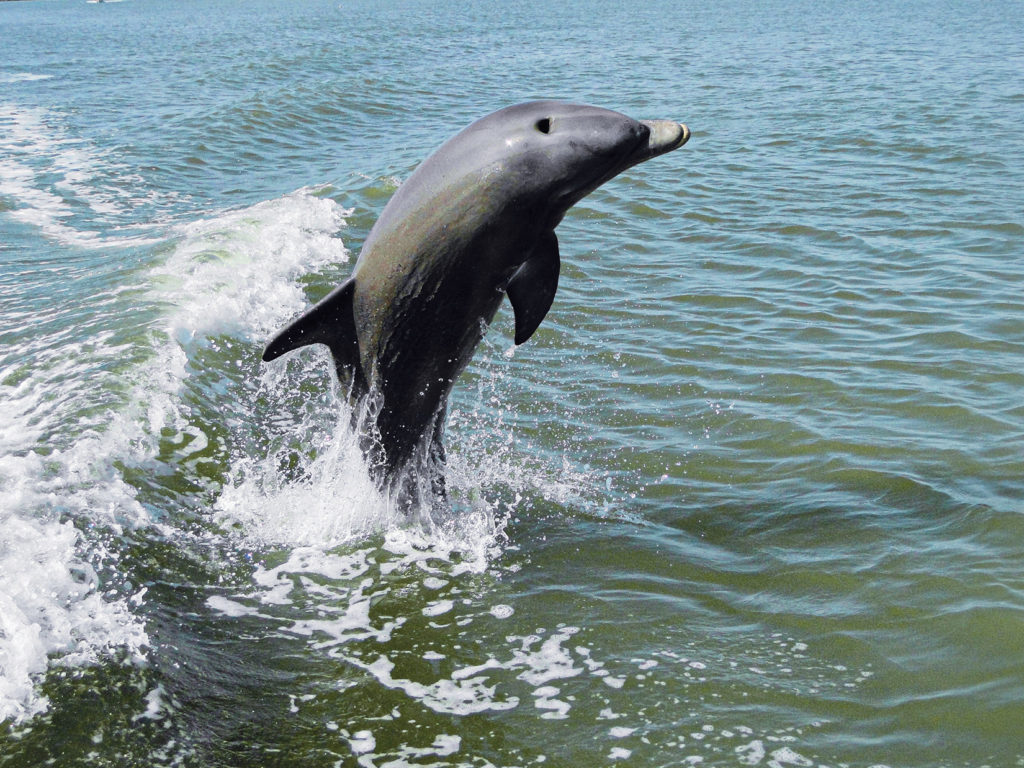 Close up of a dolphin jumping out of the water
