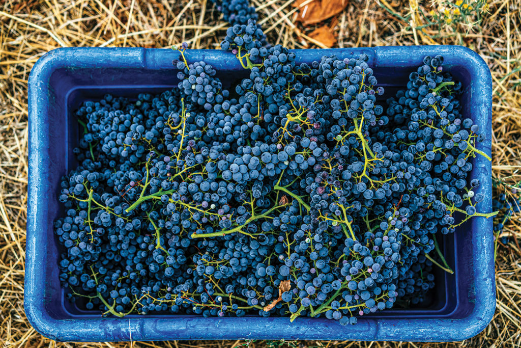 Vineyard bin full of grapes