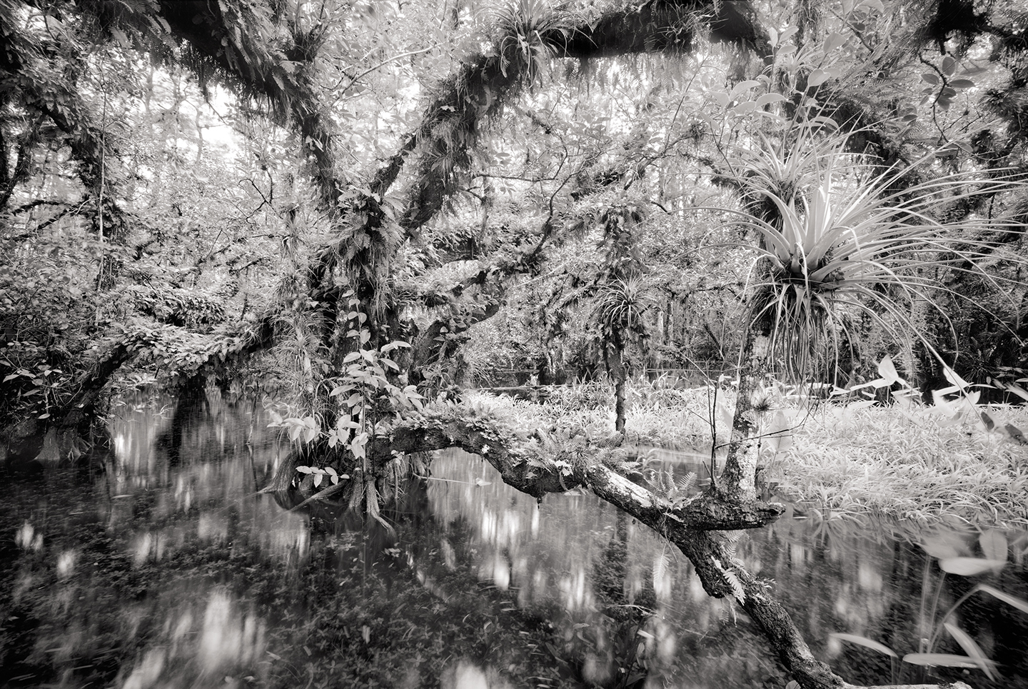 Black and white photo of cigar orchid pond and a large tree hanging over the water