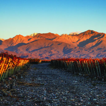 Mendoza vineyard creates private-label wines