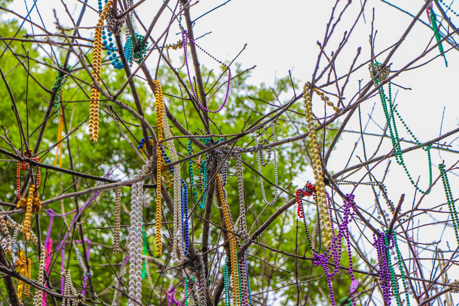 Mardi Gras beads in tree