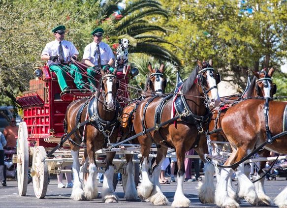 Clydesdales at Miromar Outlets