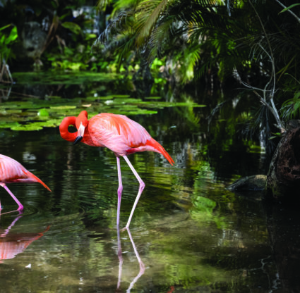 Flamingo's at the Wonder Gardens
