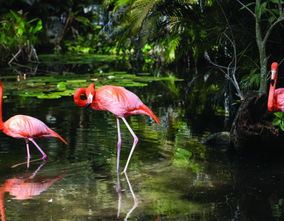 Flamingo's at the Wonder Gardens