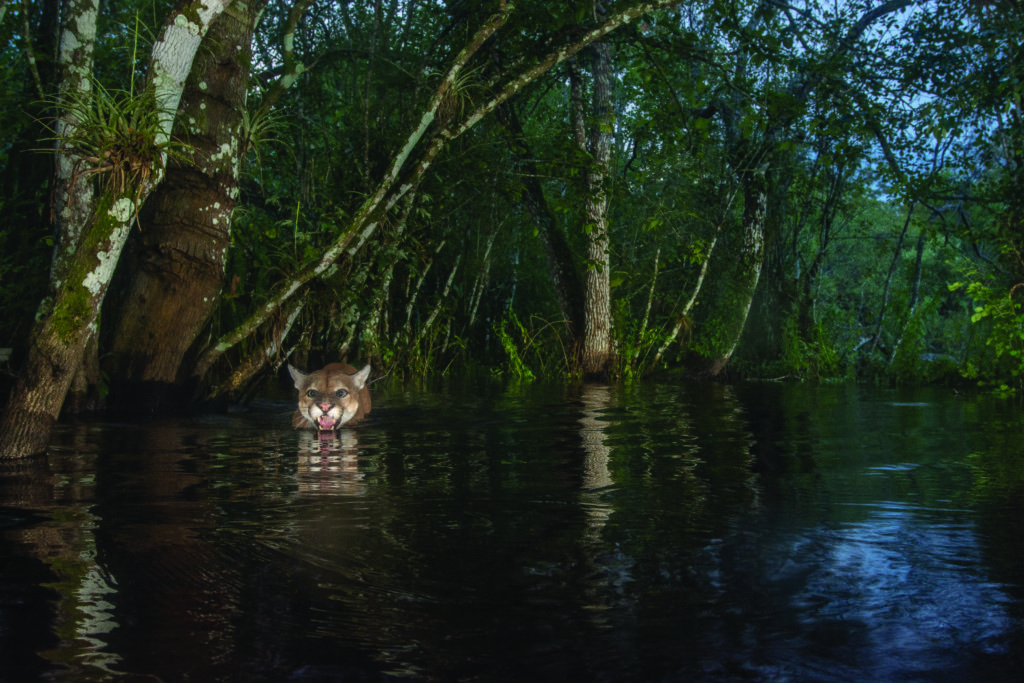 Florida panther walking through low water in the Florida Wildlife Corridor