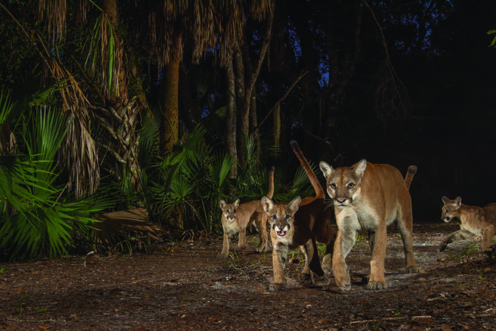 A Florida panther and its young