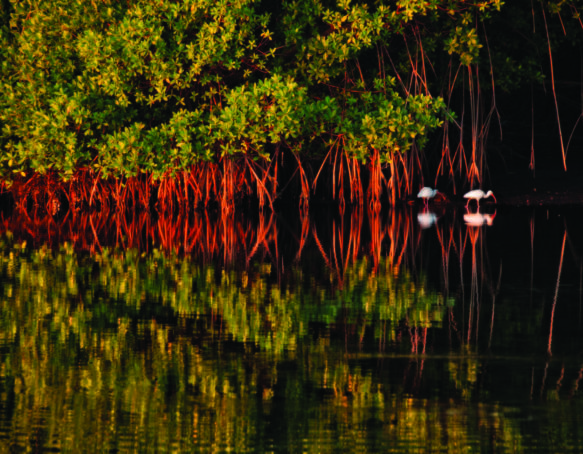 Two ibis forage along Florida Mangroves