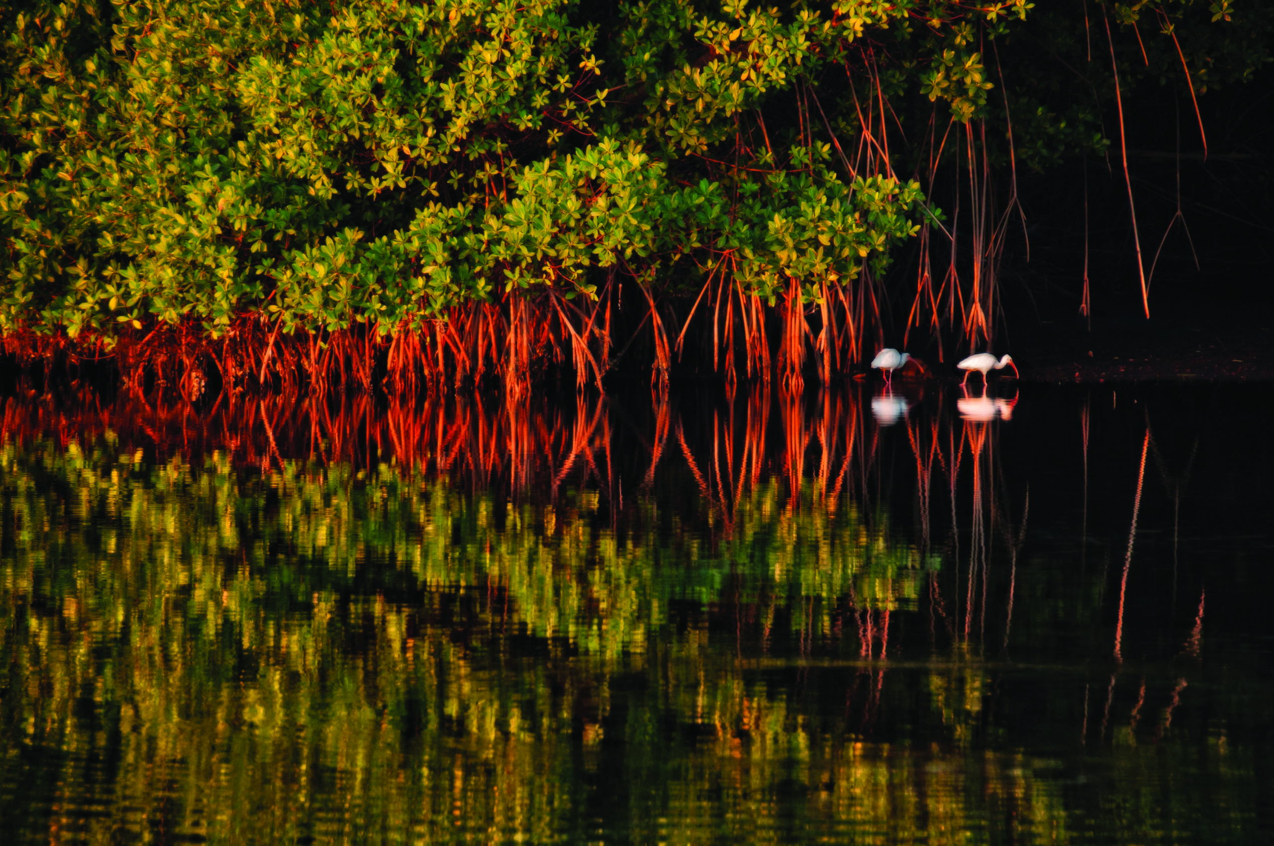 Two ibis forage along Florida Mangroves