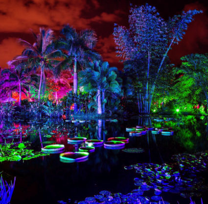 Colorful lighting during Night Lights at Naples Botanical Garden