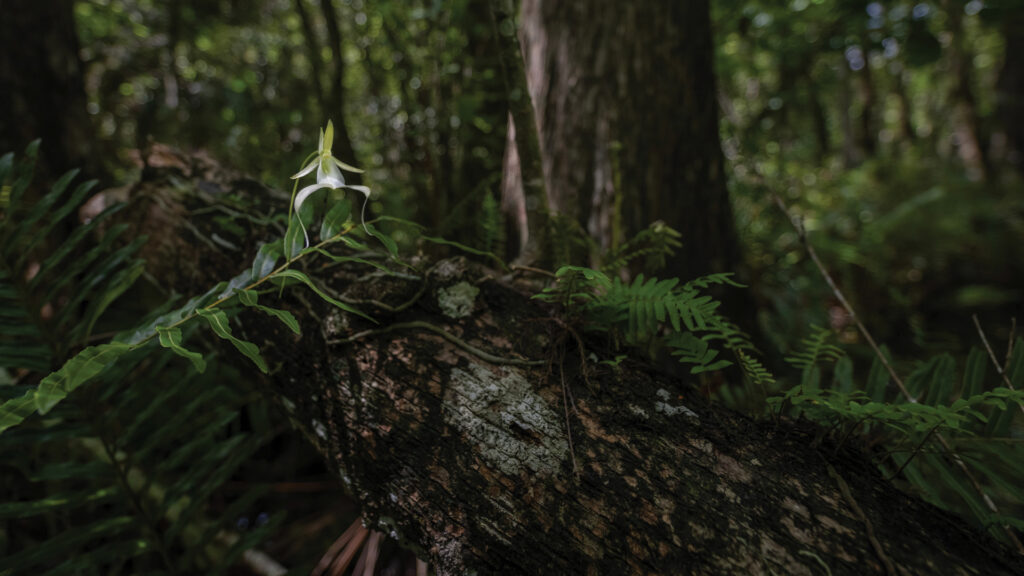 Luca Martinez’s Ghost Orchid (2022)