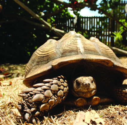 Bonita Springs Wonder Gardens tortoise