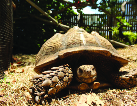 Bonita Springs Wonder Gardens tortoise