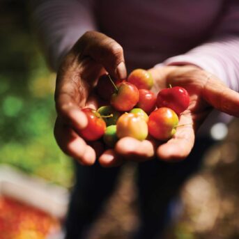 Tomato from Cultivate Abundance farms