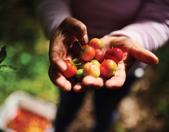 Tomato from Cultivate Abundance farms